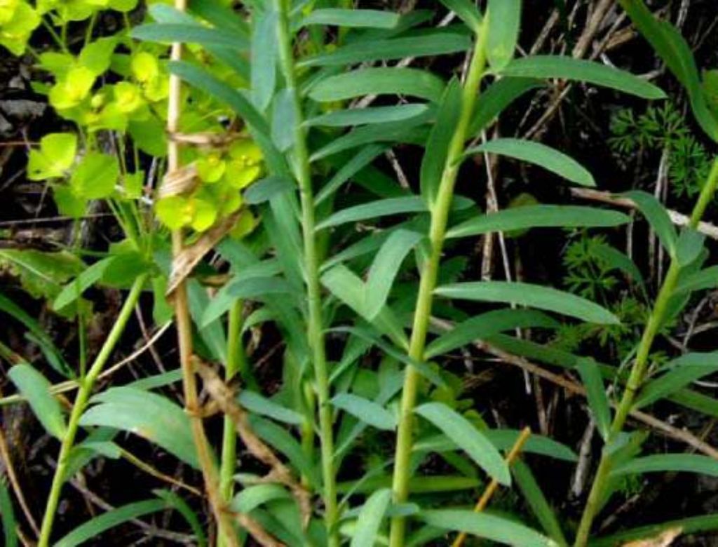 Euphorbia cfr. cyparissias (Euphorbiaceae)